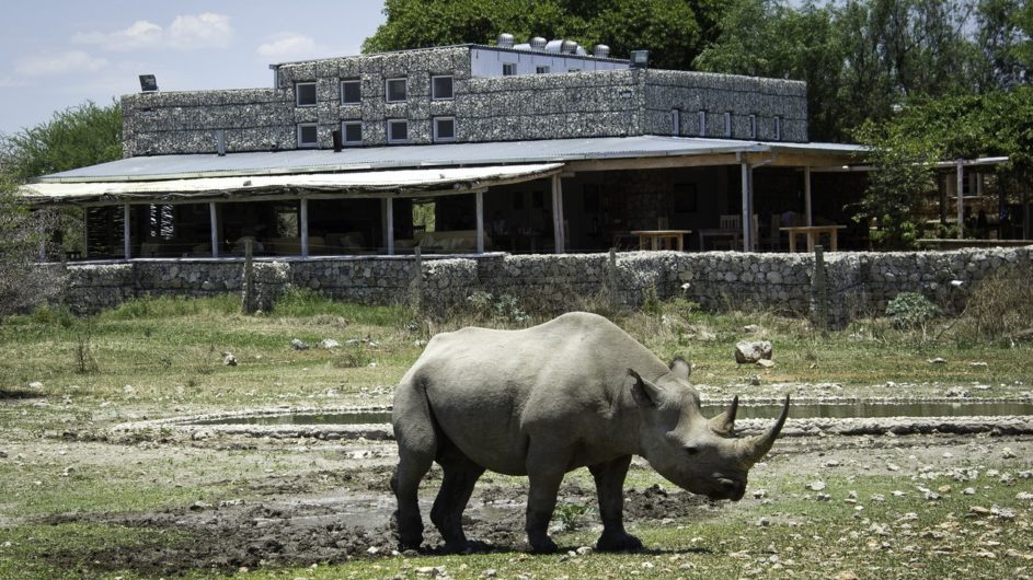 Namibia Etosha Nationalpar Anderssons Camp Ansicht mit Nashorn