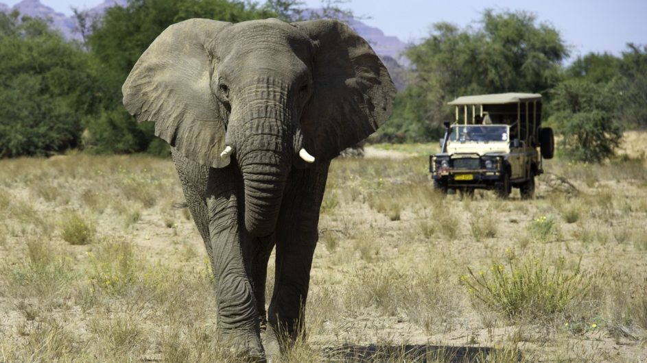 Namibia DamaralandCamp Pirshfahrt Elefant