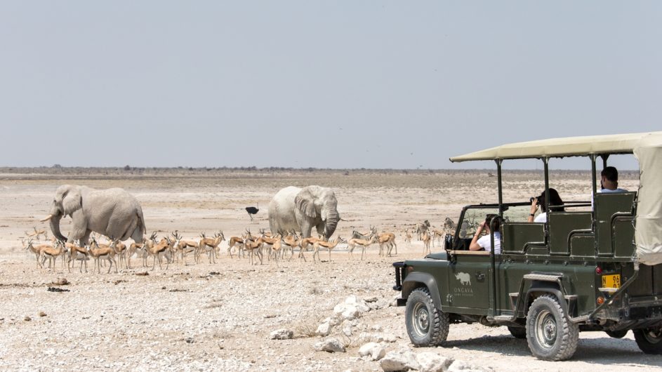 Namibia Etosha Nationalpark Ongava Tented Camp Pirschfahrt