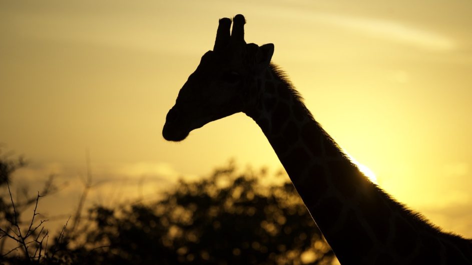 Namibia Etosha Nationalpark Ongava Tented Camp Giraffe