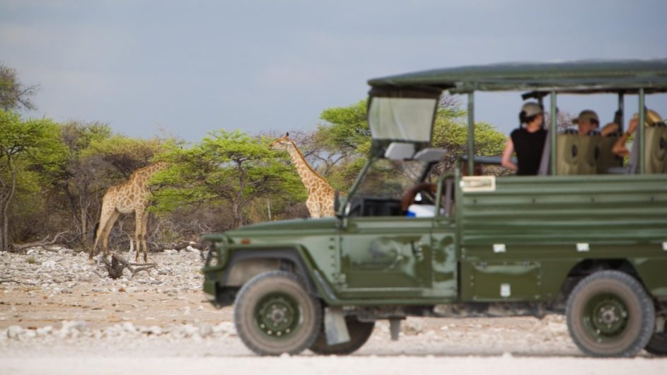 Namibia Etosha Nationalpark Mushara Outpost Pirschfahrt Giraffen