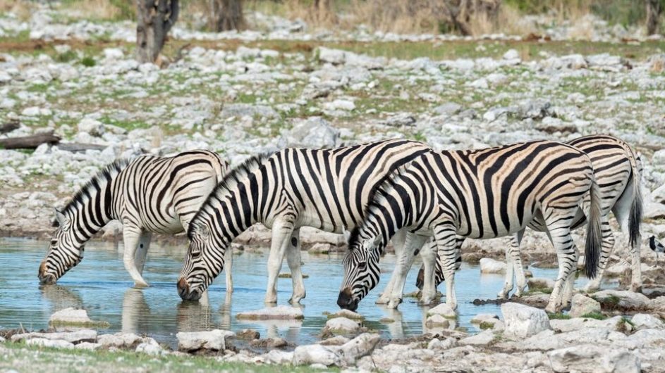 Namibia Etosha Nationalpark Onguma Zebras