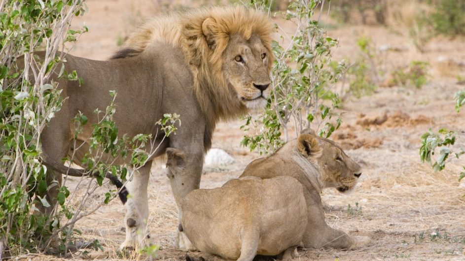 Namibia Etosha Nationalpark Villa Mushara Löwen