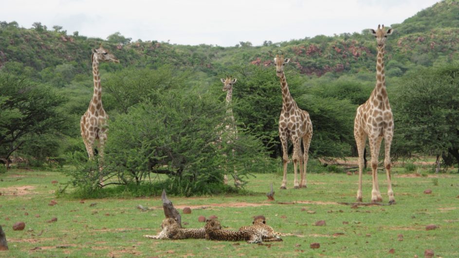 Namibia Okonjima Lodge Geparden und Giraffen