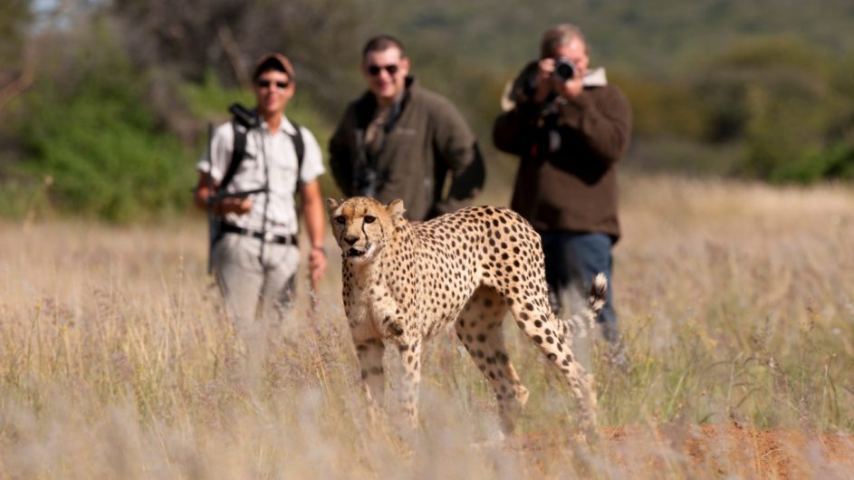 Namibia Okojima Lodge Geparden Trekking zu Fuß