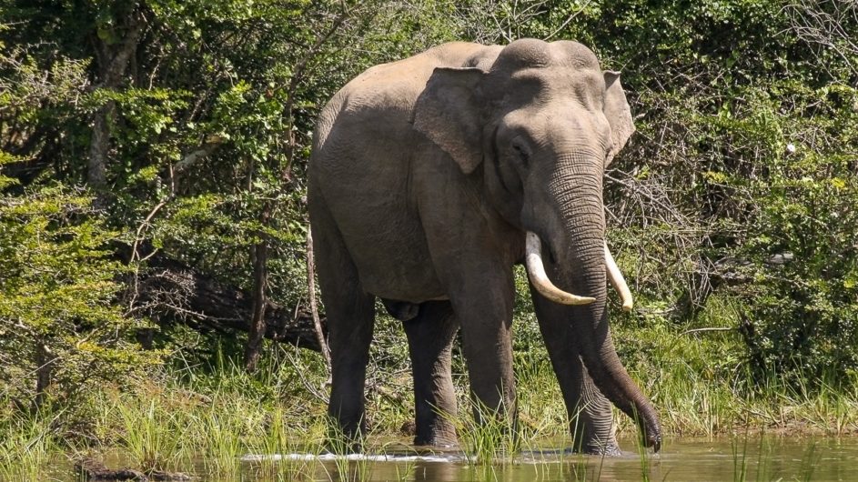 Sri Lanka Chamäleon Reisen Kleingruppenreise Jaffna Elefant