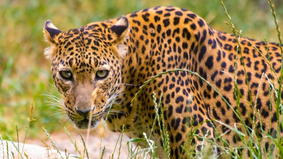 Sri Lanka Chamäleon Reisen Kleingruppenreise Kandy Leopard