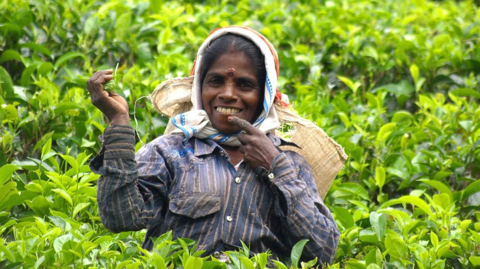 Sri Lanka Chamäleon Reisen Kleingruppenreise Kandy Teepflückerin