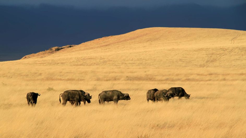Tanzania Sanctuary Ngorongoro Crater Camp Büffel