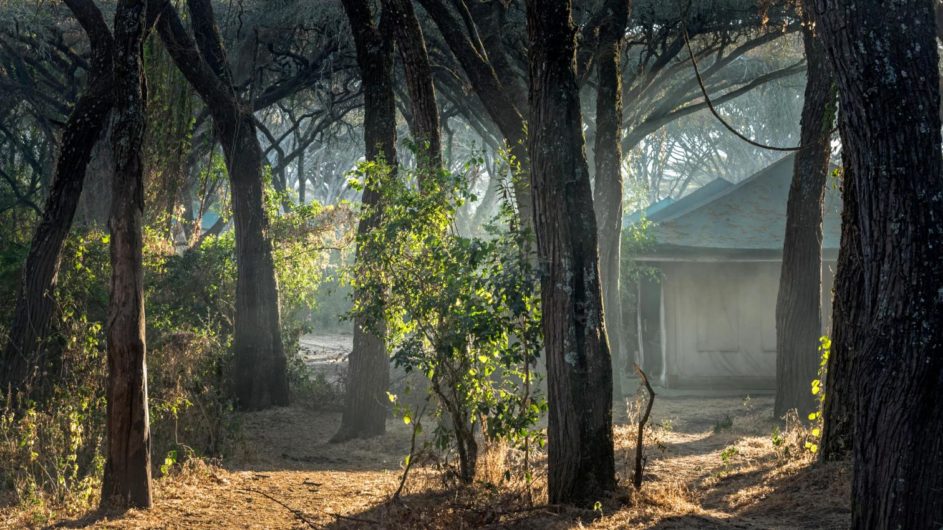 Tanzania Sanctuary Ngorongoro Crater Camp Zelt im Wald