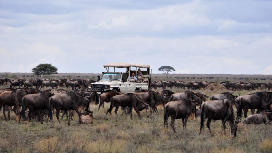 Tanzania Sanctuary Serengeti Migration Camp Pirschfahrt Gnuherde