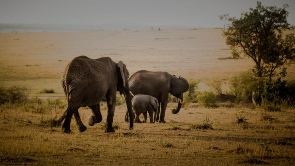 Tanzania Serengeti Asilia Olakira Camp Elefanten