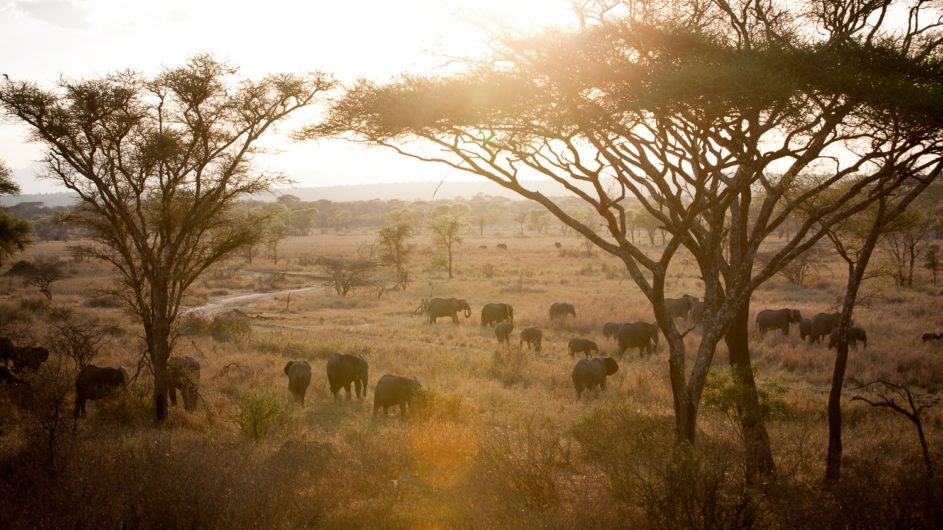 Tanzania Tarangire Nationalpark Sailia Olivers Camp Elefanten