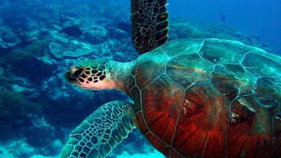 Tonga Haapai Sandy Beach Resort Schildkröte im Meer