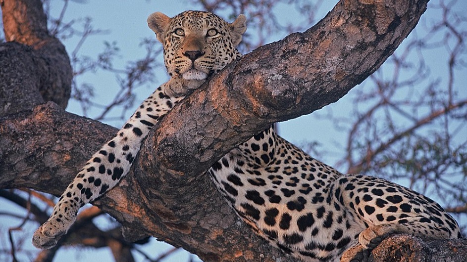 Südafrika - Dulini River Lodge - Leopard