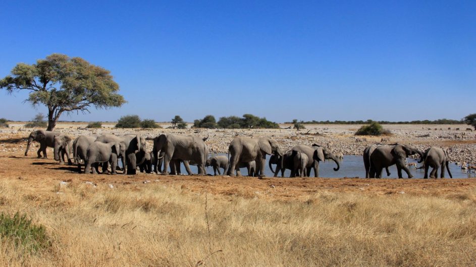 Namibia - Namibia Experience - Elefanten am Wasserloch