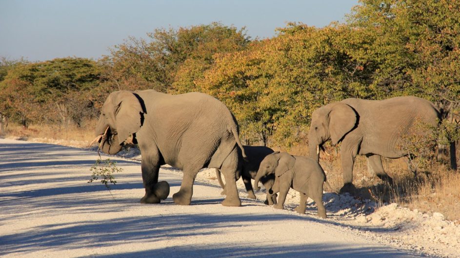 Namibia - Namibia Experience - Elefantenfamilie