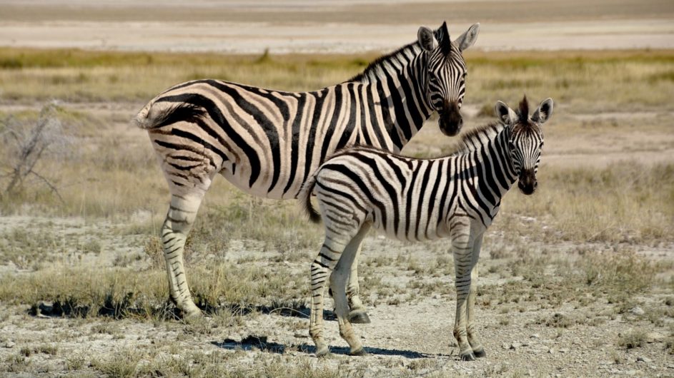 Namibia - Namibia Experience - Zebras