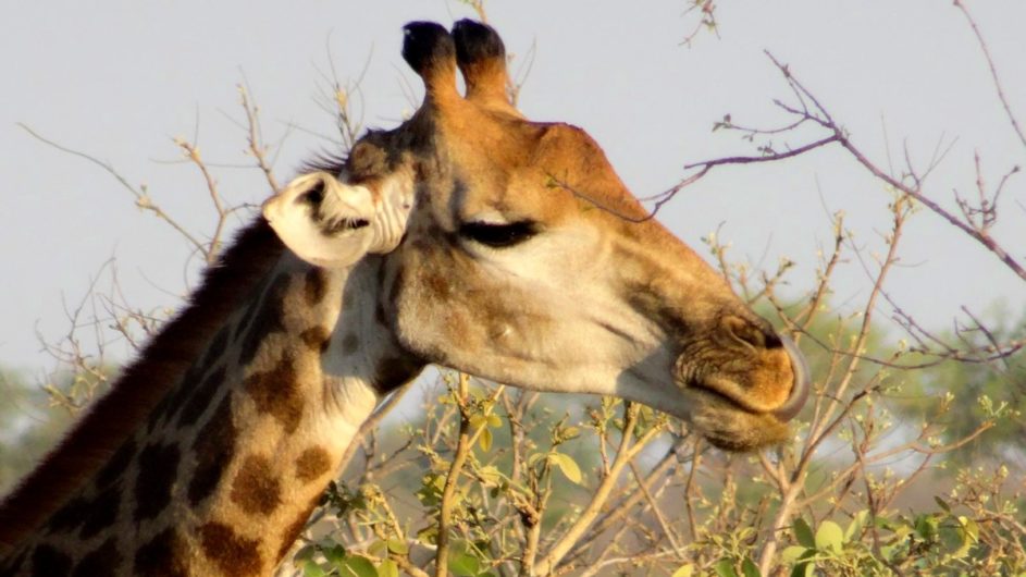 Südafrika - South Africa Experience - Giraffe