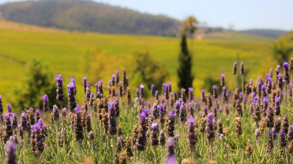 Südafrika - South Africa Experience - Stellenbosch - Lavendelfarm