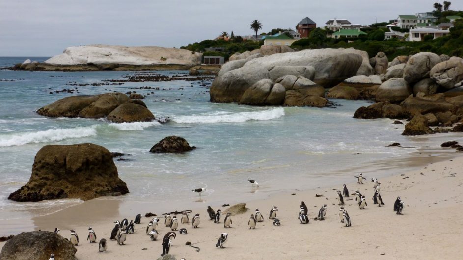 Südafrika - South African Experience - Boulders Beach - Pinguine