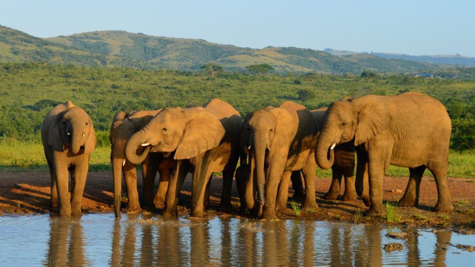 Südafrika - South African Experience - Elefanten1