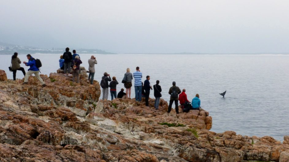 Südafrika - South African Experience - Hermanus - Whale Watching