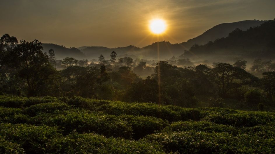 Uganda - Great Lakes Safaris - Bwindi NP