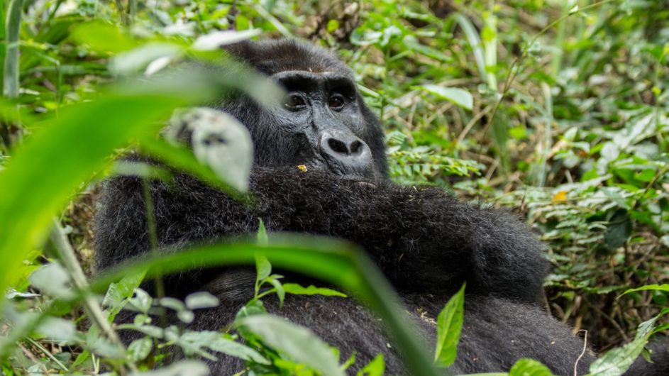 Uganda - Great Lakes Safaris -Bwindi NP - Gorilla