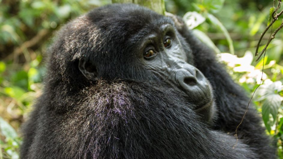 Uganda - Great Lakes Safaris - Gorilla