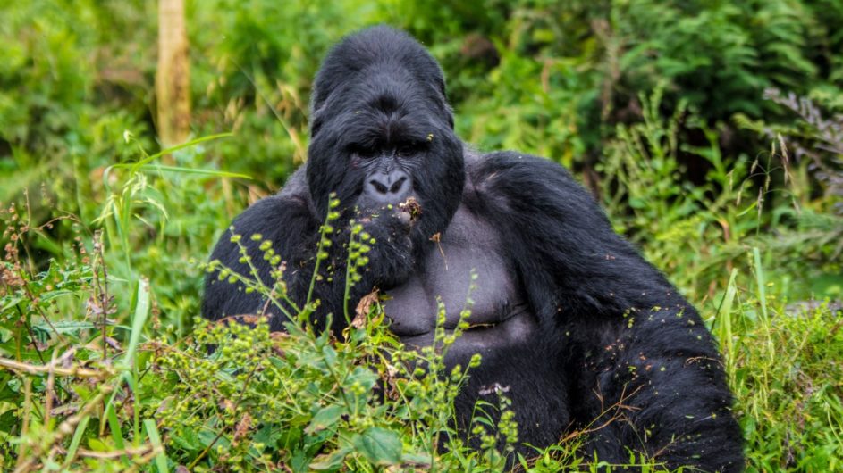 Uganda - Great Lakes Safaris - Gorilla National Park - Silberrücken - c Mark Mgahinga