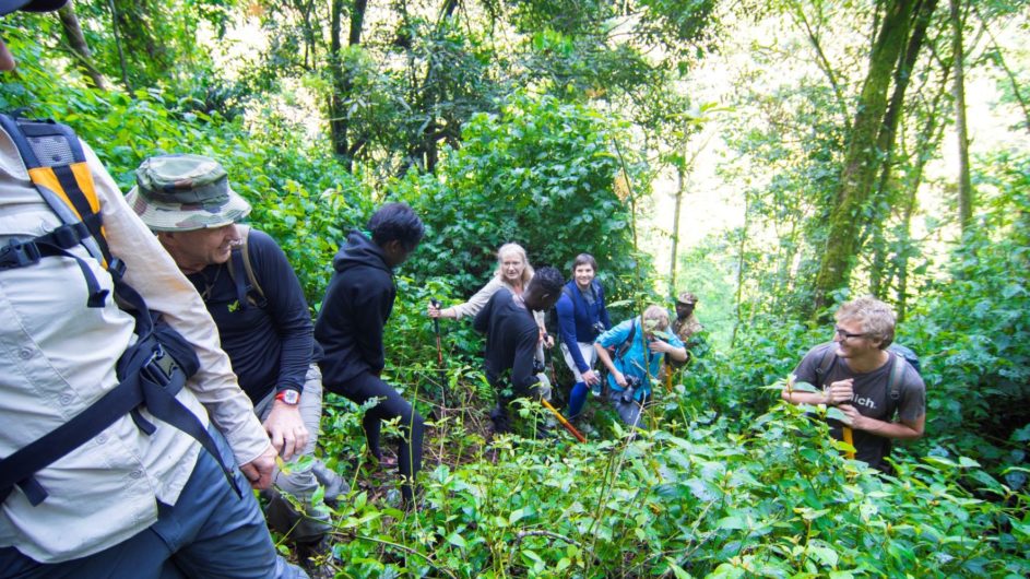 Uganda - Great Lakes Safaris - Gorilla Trekking
