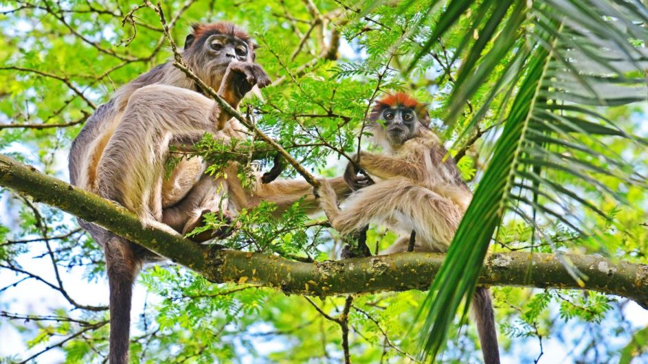 Uganda - Great Lakes Safaris - Kibale Forest