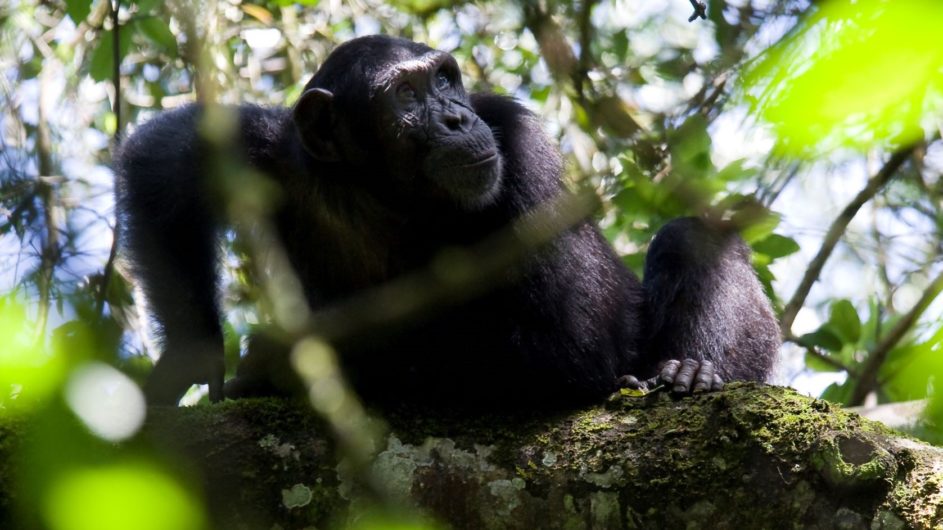 Uganda - Great Lakes Safaris - Kibale Forest NP - Schimpanse