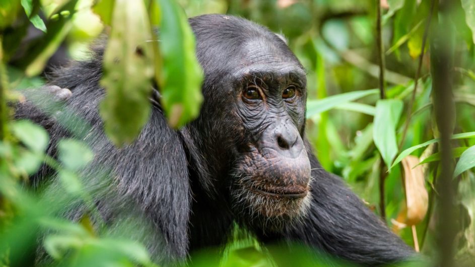 Uganda - Great Lakes Safaris - Kibale NP - Schimpanse
