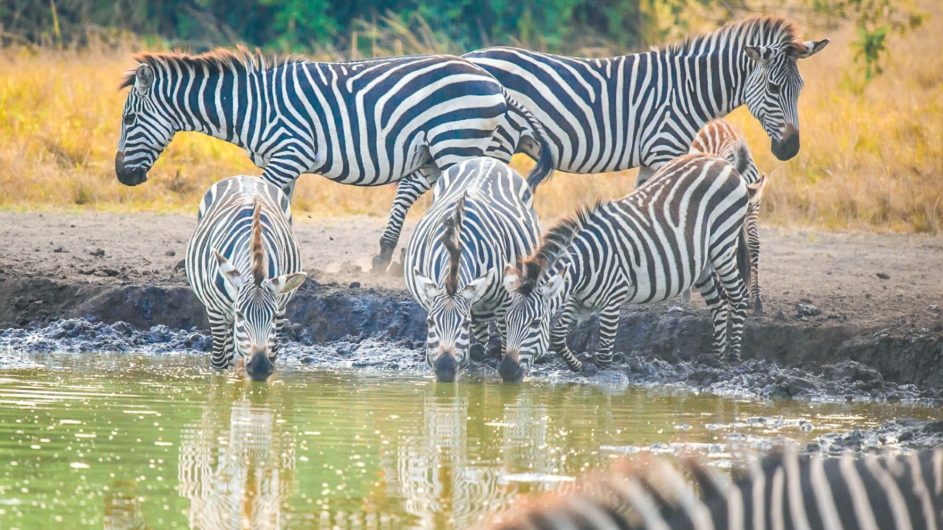 Uganda - Great Lakes Safaris - Lake Mburo National Park - Zebras