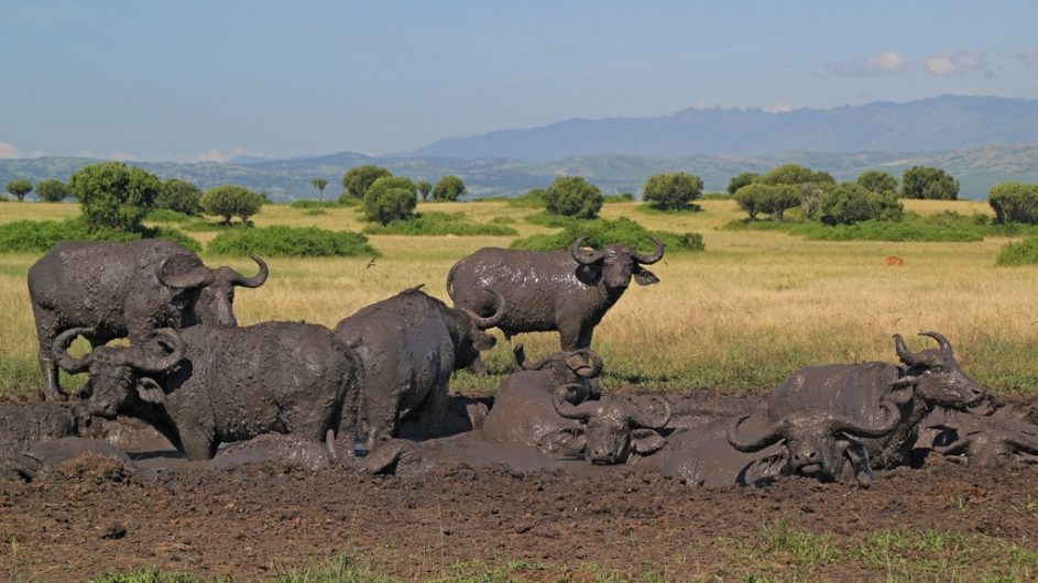 Uganda - Great Lakes Safaris -Queen Elisabeth NP - Büffel