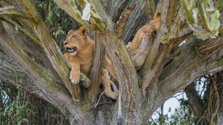 Uganda - Great Lakes Safaris - Queen Elisabeth NP - Löwen klettern in Bäume