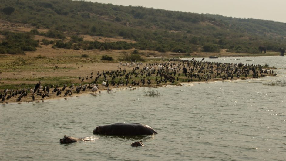 Uganda - Great Lakes Safaris - Queen Elizabeth NP - Bootsausflug