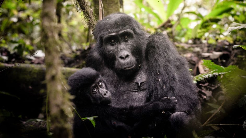Uganda - Sanctuary Forest Lodge - Gorilla mit Baby