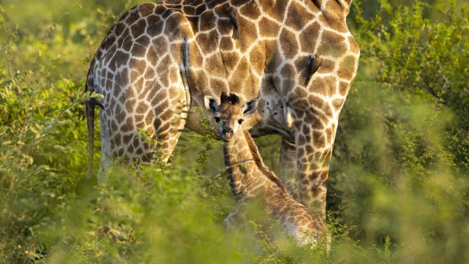 Südafrika - Krüger NP - Lion Sands Game Reserve - Giraffe