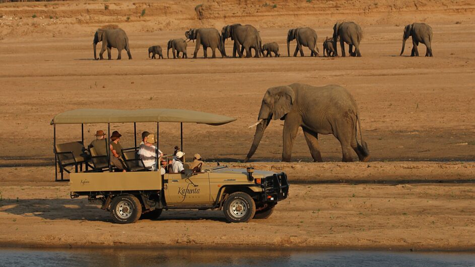 Zambia - Kafunta Safaris - Game Drive - Elefanten