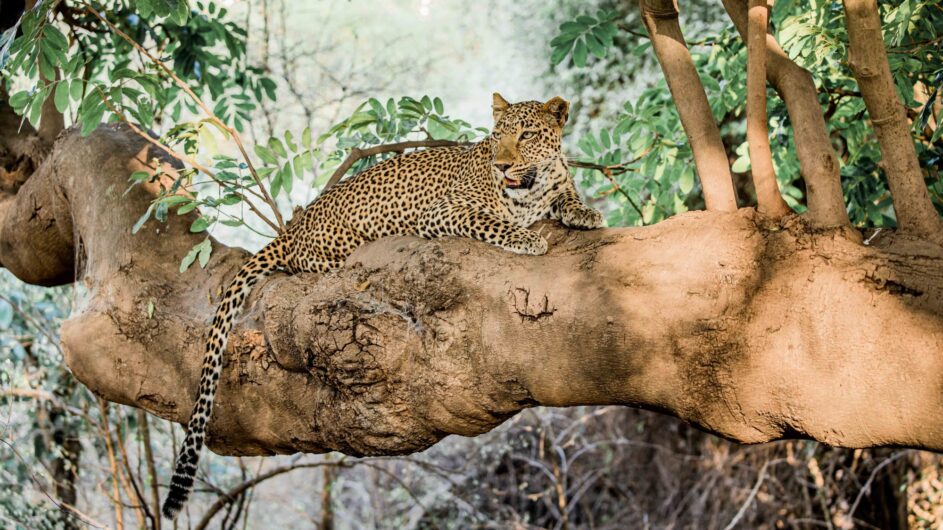 Zambia - Kafunta Safaris - Wildlife - Leopard