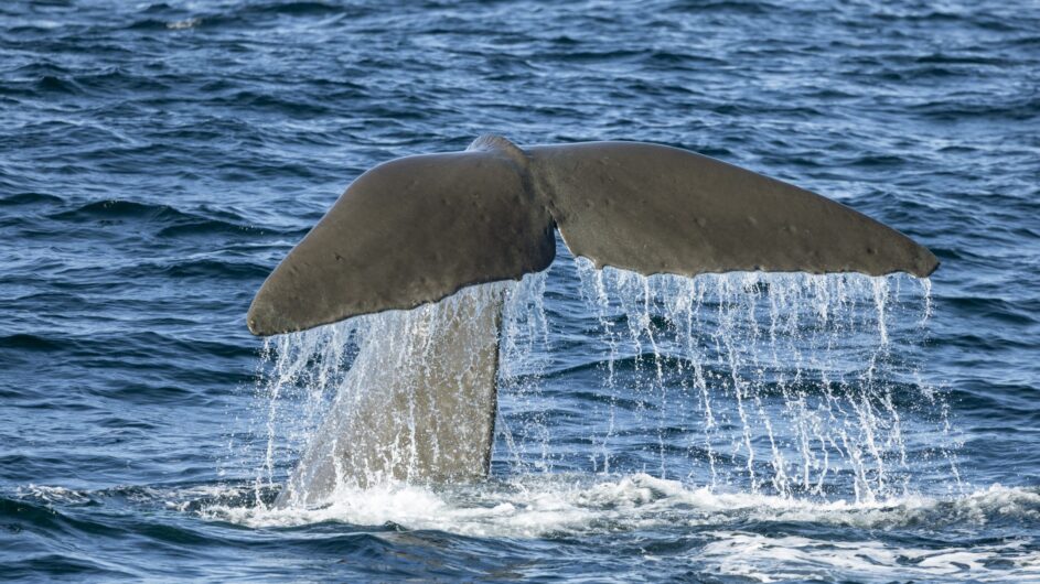 Neuseeland - Canterbury - Kaikoura - Whale Watch - Tourism NZ - c Miles Holden