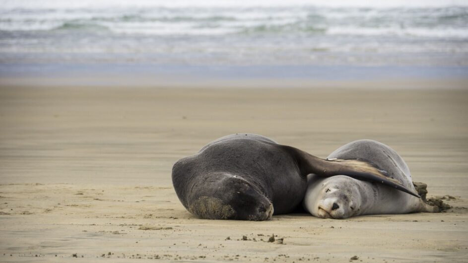 Neuseeland - Otago - Dunedin - Tourism NZ - c DunedinNZ