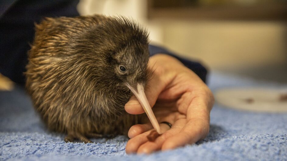 Neuseeland - Wairarapa - Pukaha National Wildlife Centre - Tourism NZ - c Camilla Rutherford